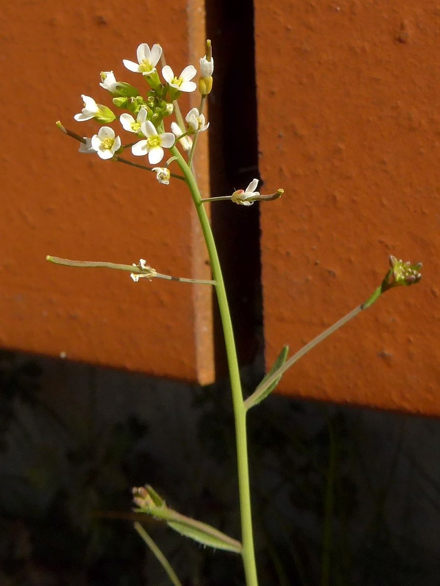 Arabidopsis thaliana (door Hanneke Waller)