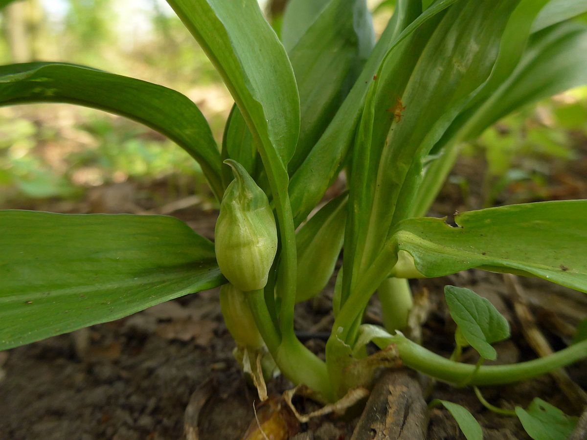 Allium ursinum (door Hanneke Waller)