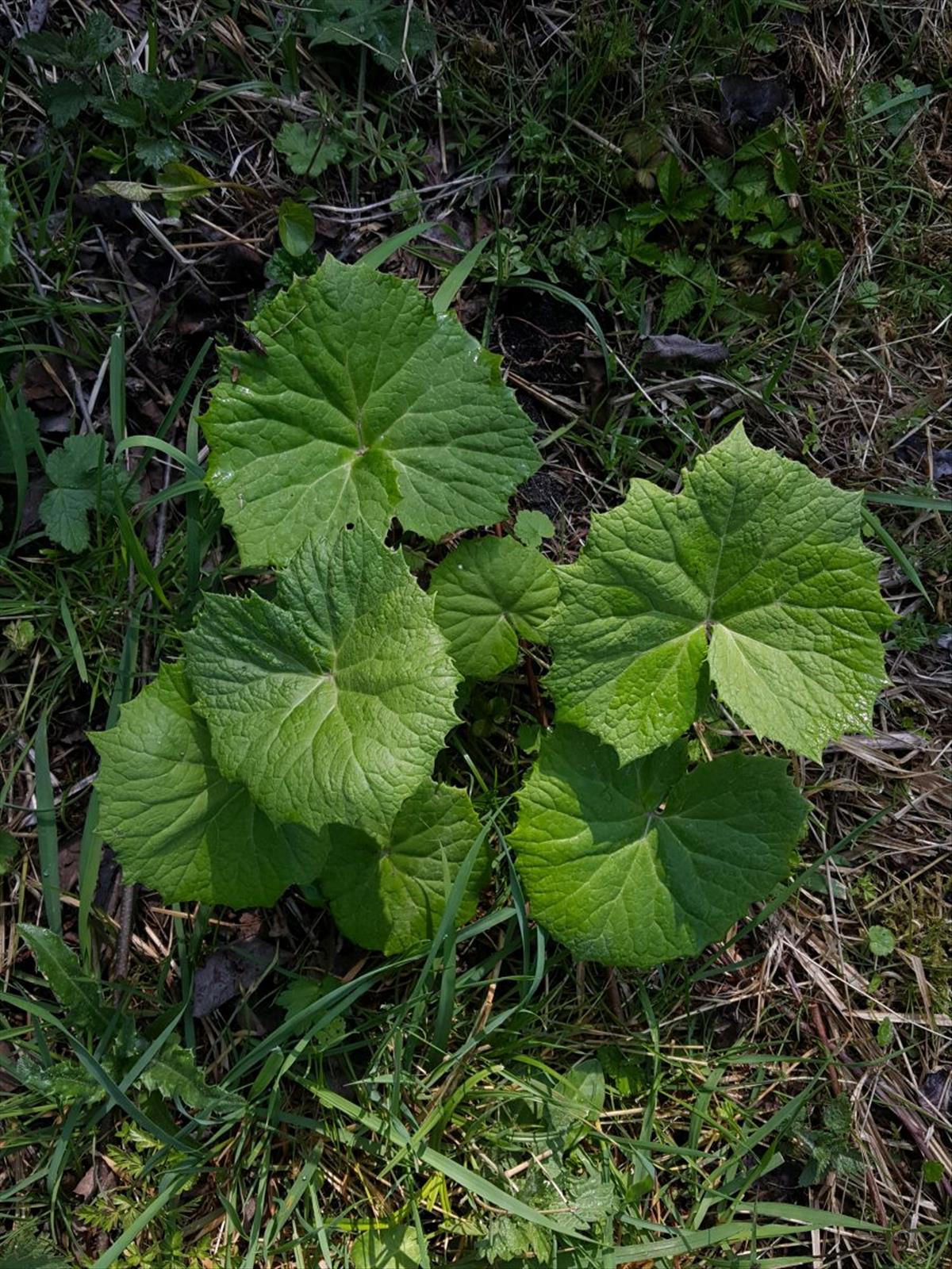 Petasites albus (door Hanneke Waller)