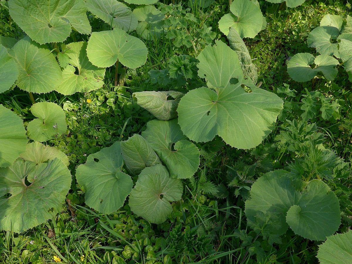 Petasites japonicus (door Hanneke Waller)