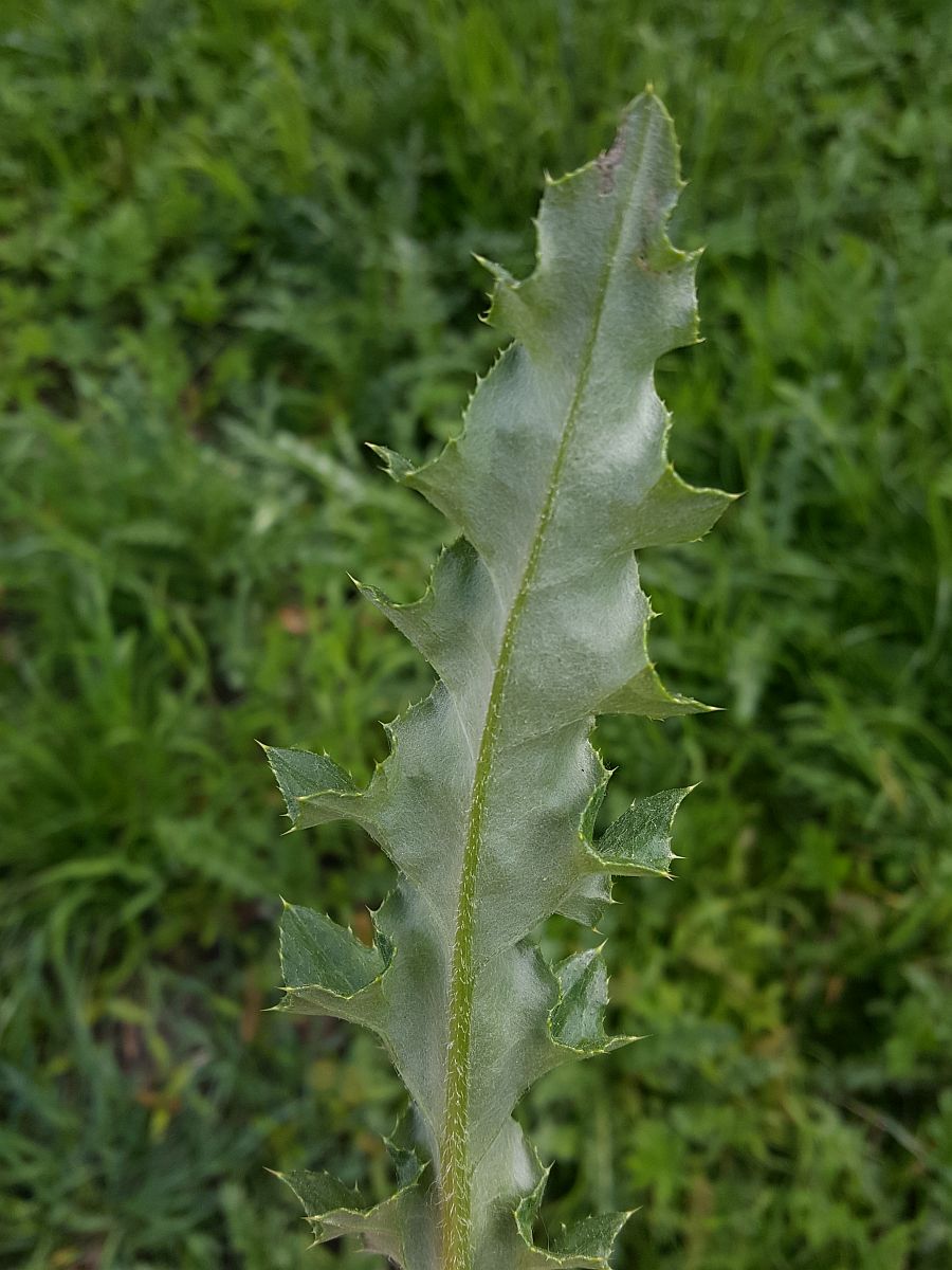 Cirsium arvense (door Hanneke Waller)