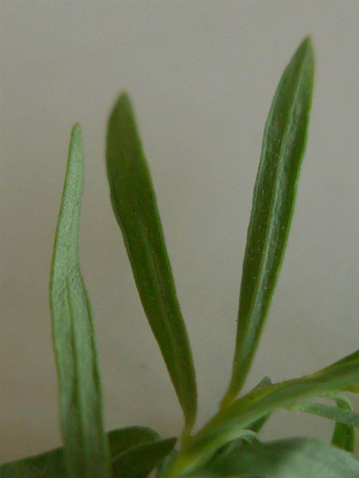 Linaria vulgaris (door Hanneke Waller)
