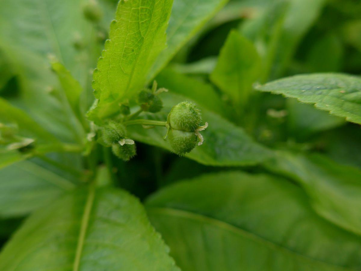 Mercurialis perennis (door Hanneke Waller)