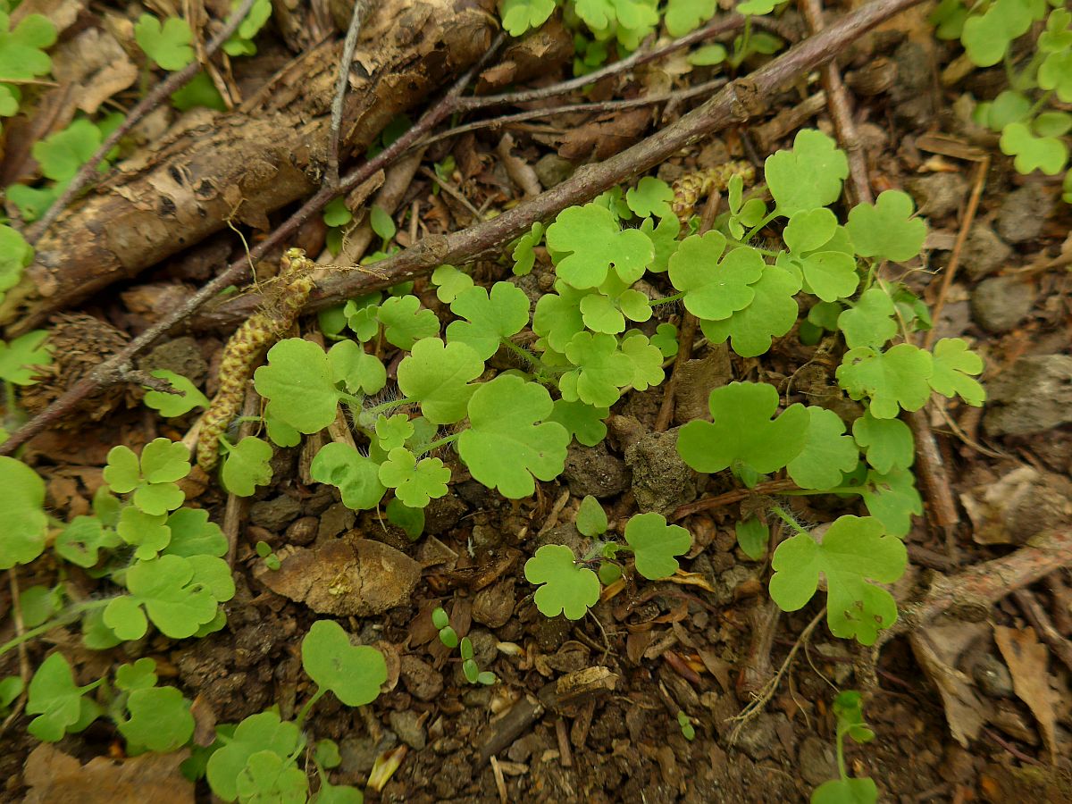 Chelidonium majus (door Hanneke Waller)