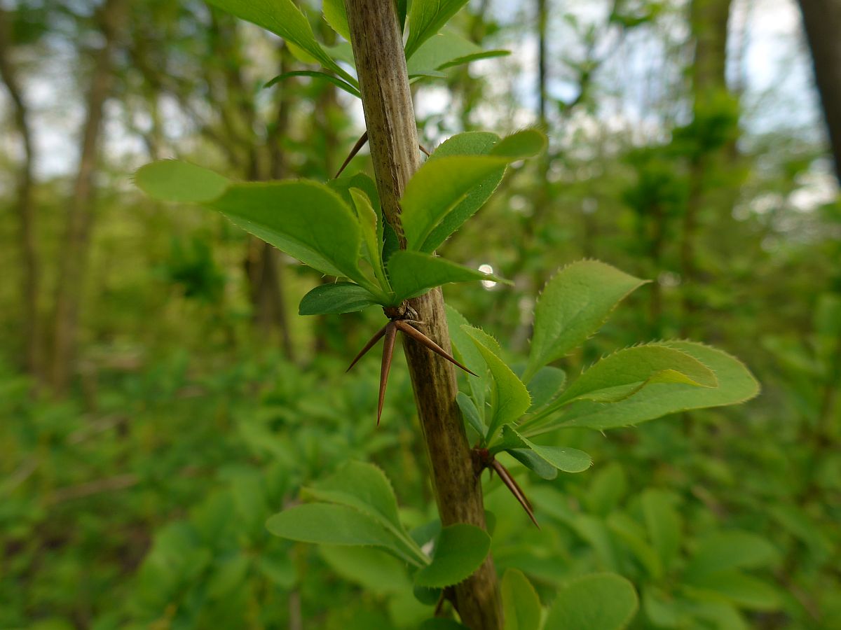 Berberis vulgaris (door Hanneke Waller)