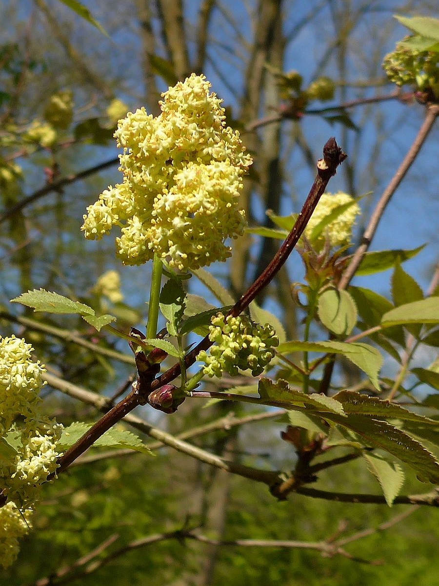 Sambucus racemosa (door Hanneke Waller)