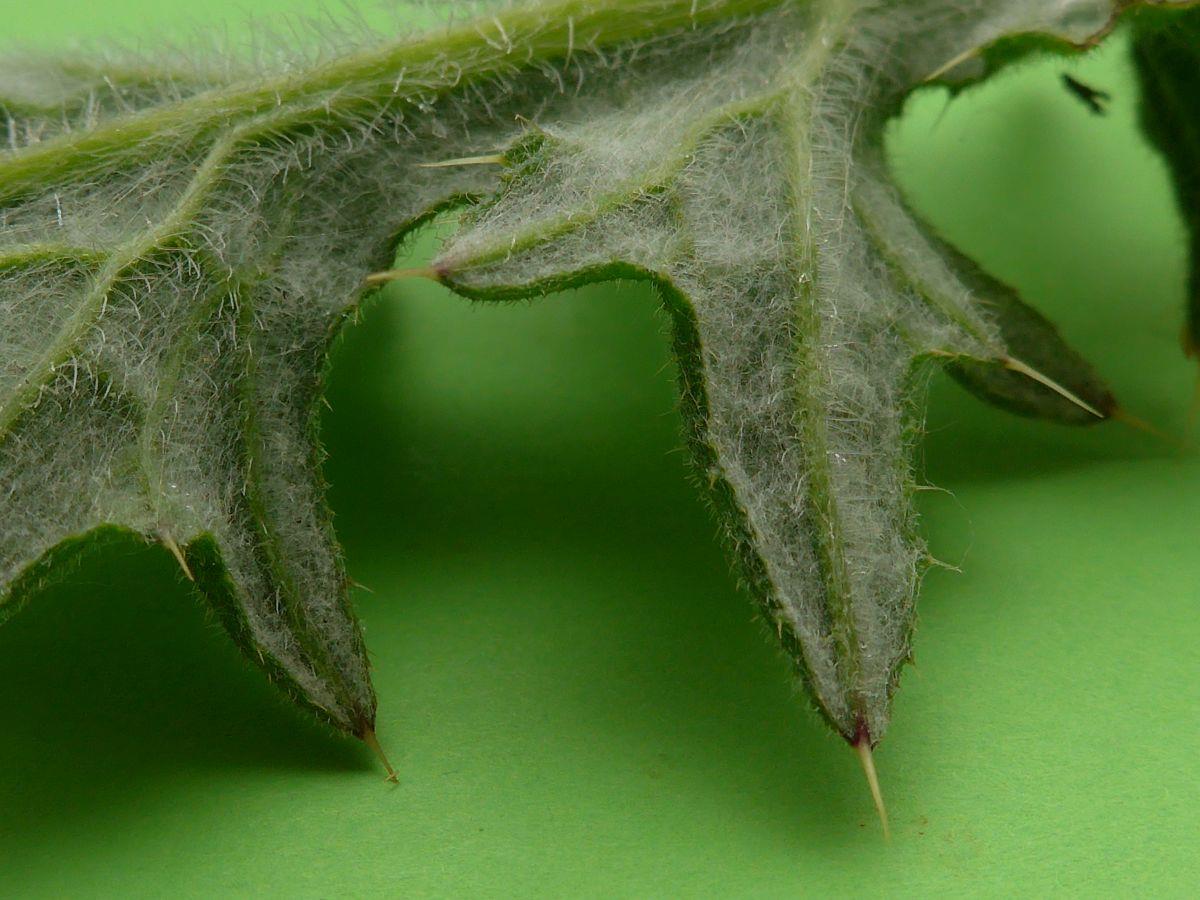 Cirsium vulgare (door Hanneke Waller)