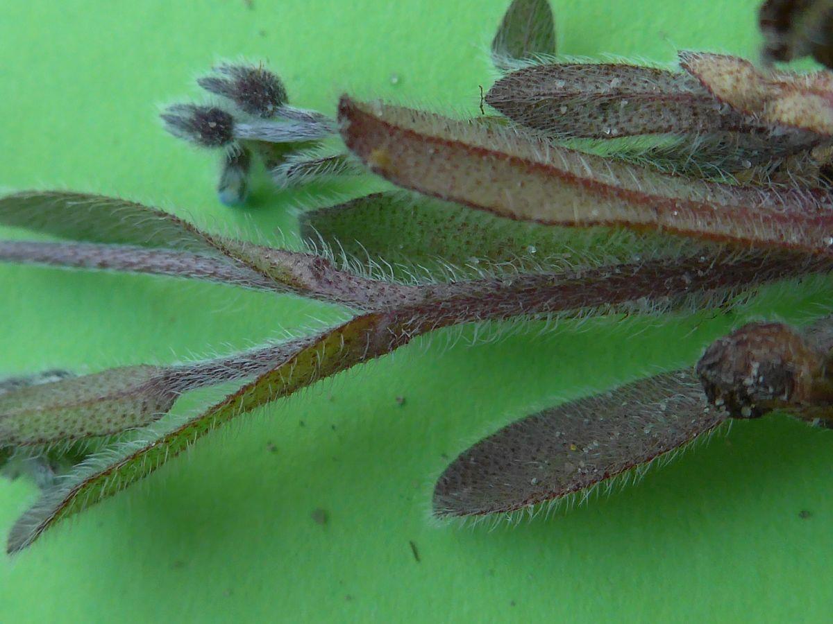 Myosotis ramosissima (door Hanneke Waller)