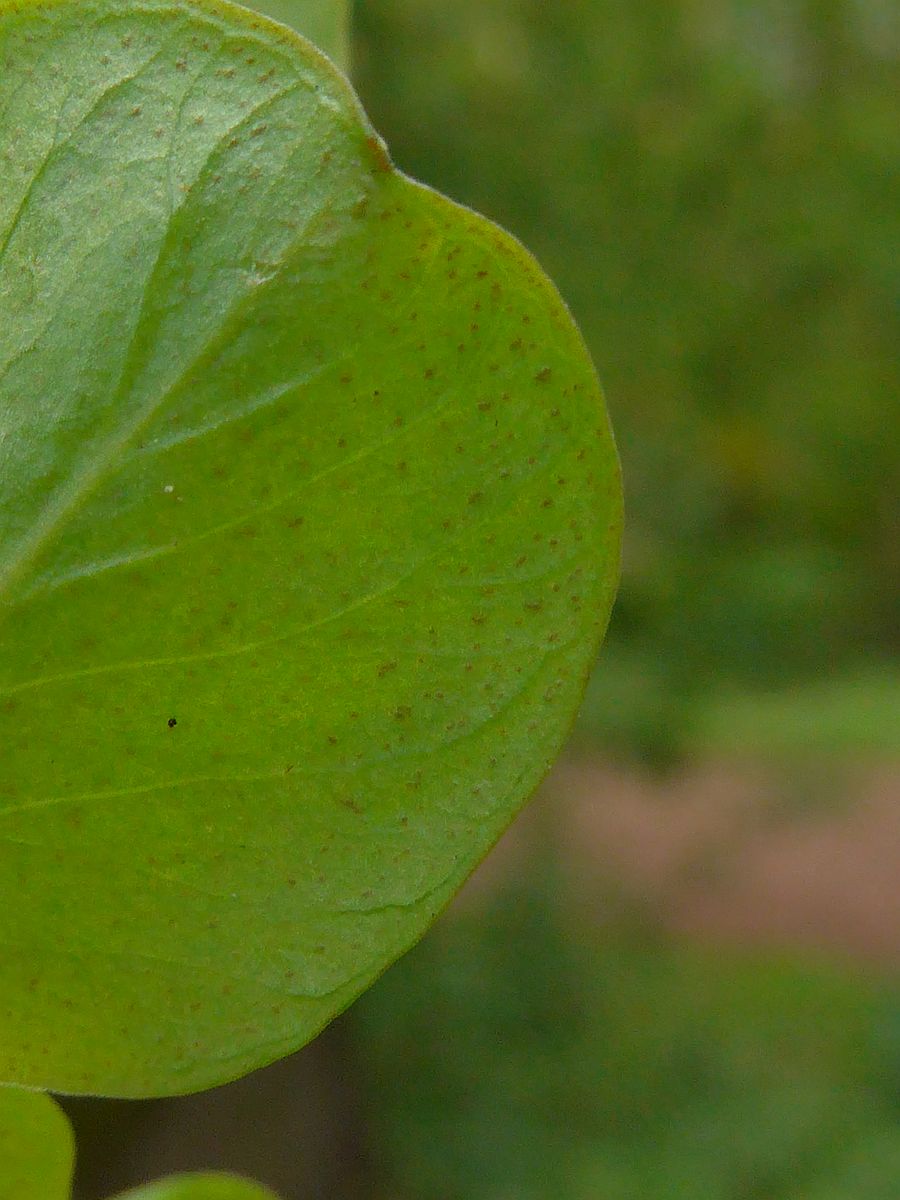 Lysimachia nummularia (door Hanneke Waller)