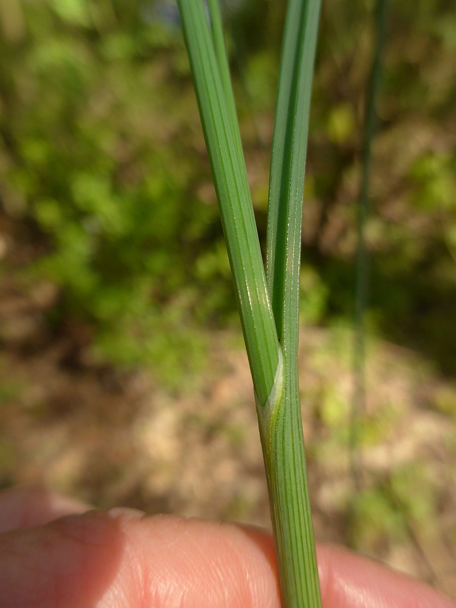 Allium vineale (door Hanneke Waller)