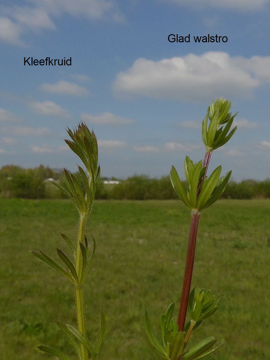 Galium mollugo subsp. erectum (door Hanneke Waller)