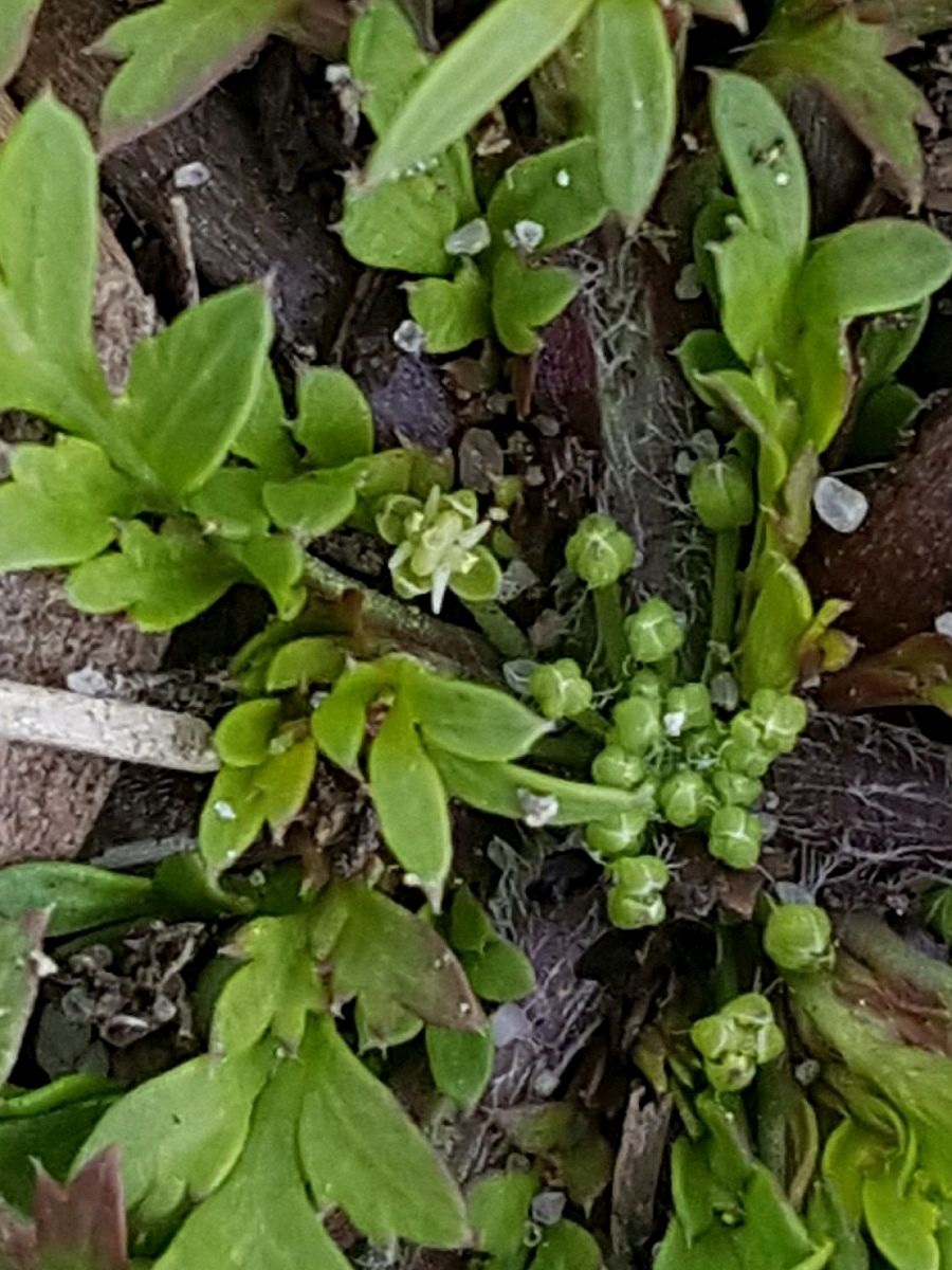 Lepidium didymum (door Hanneke Waller)