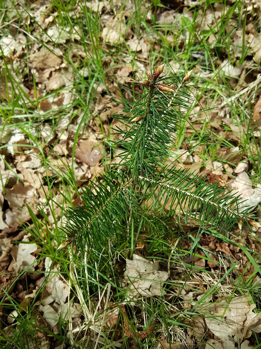 Pseudotsuga menziesii (door Hanneke Waller)