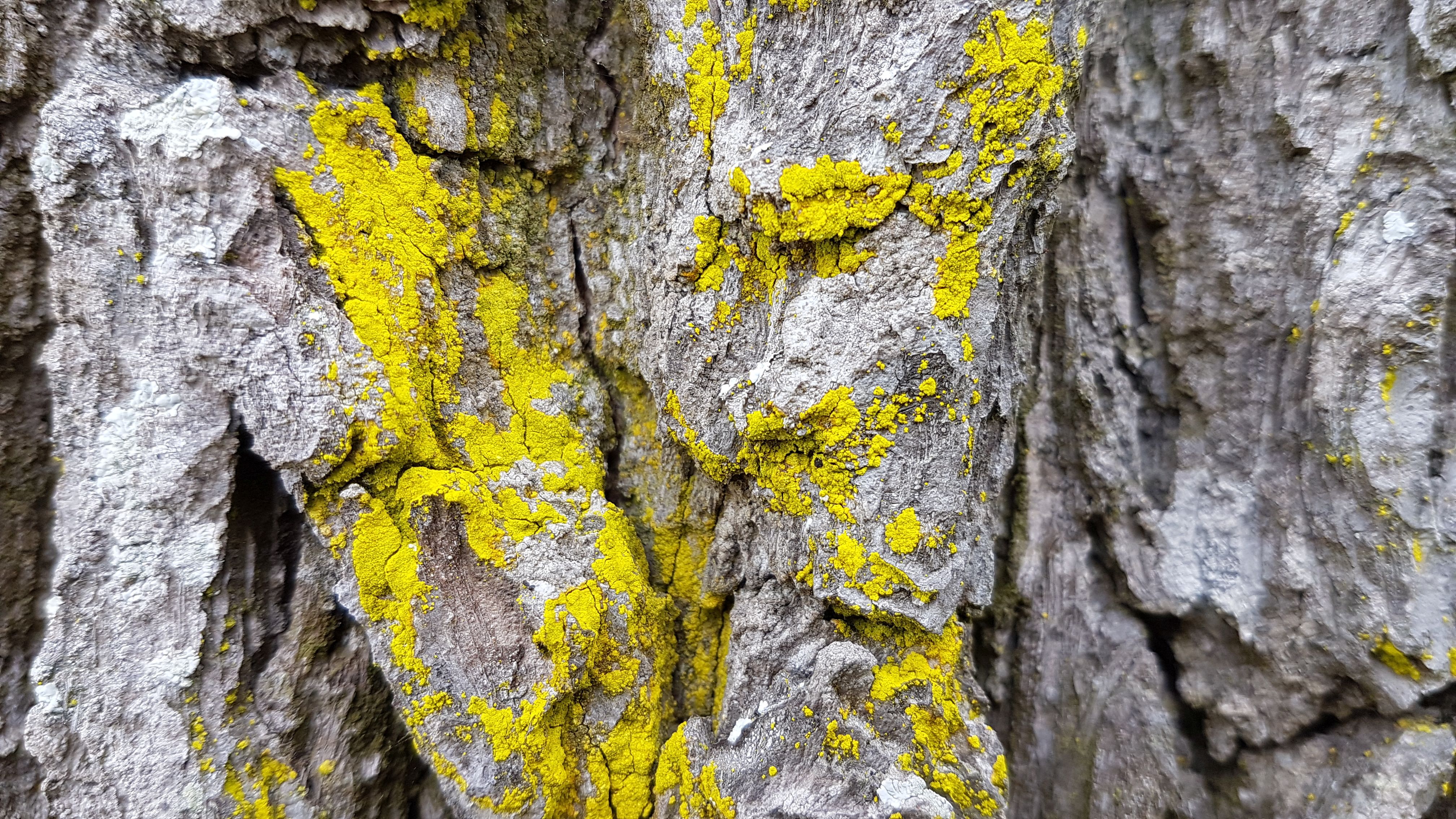 Chrysothrix candelaris (door Laurens Sparrius)