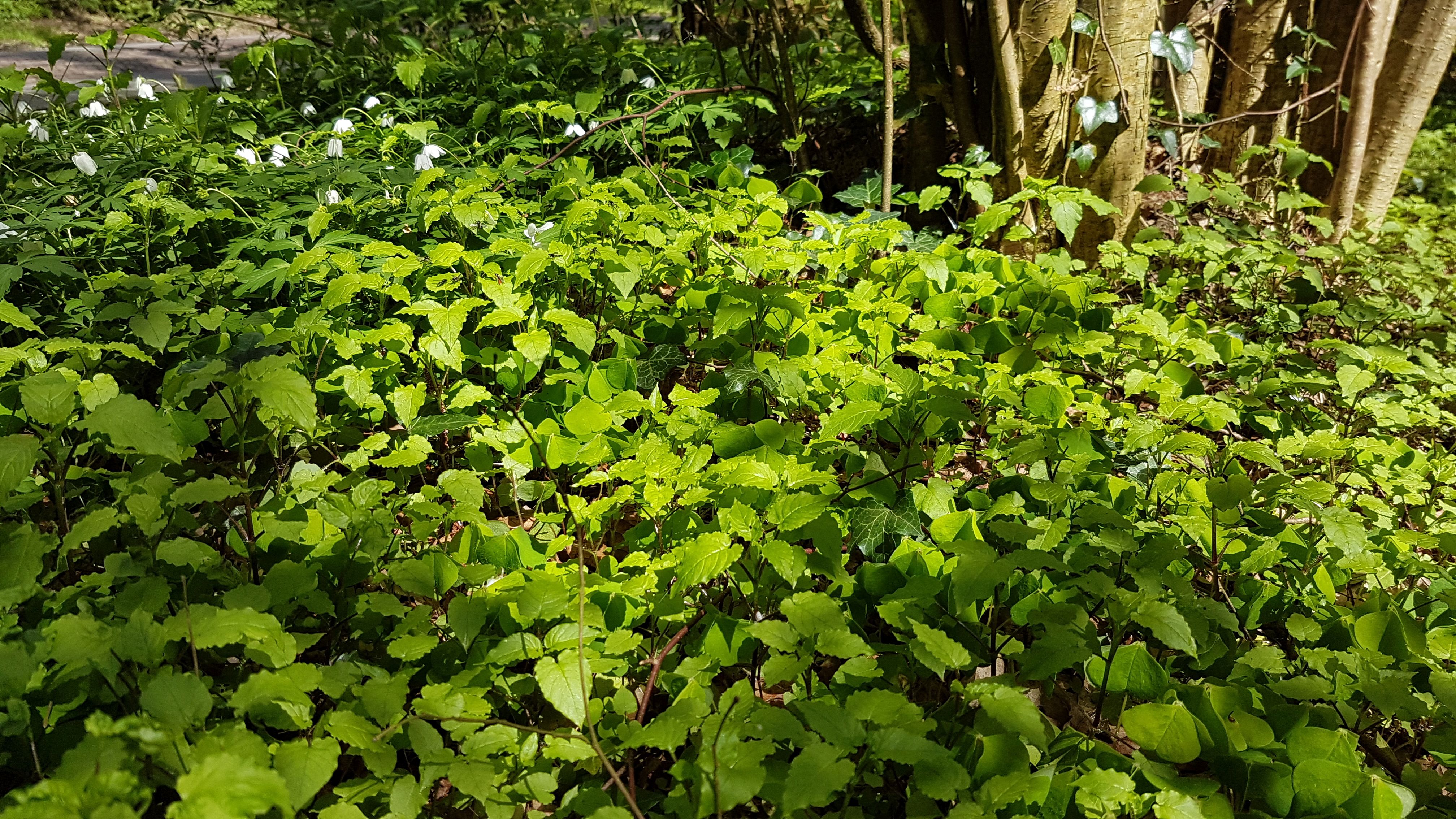 Stellaria nemorum subsp. montana (door Laurens Sparrius)