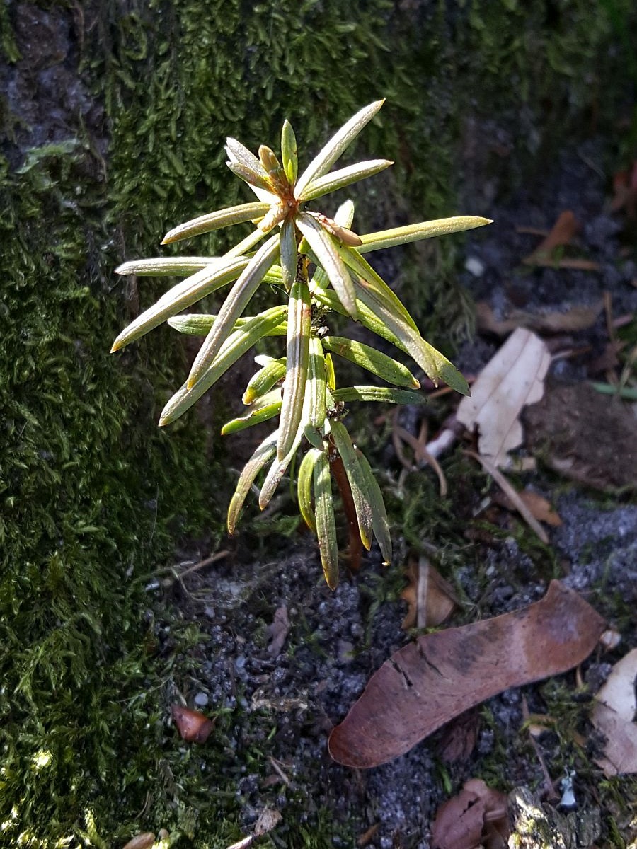 Taxus baccata (door Hanneke Waller)