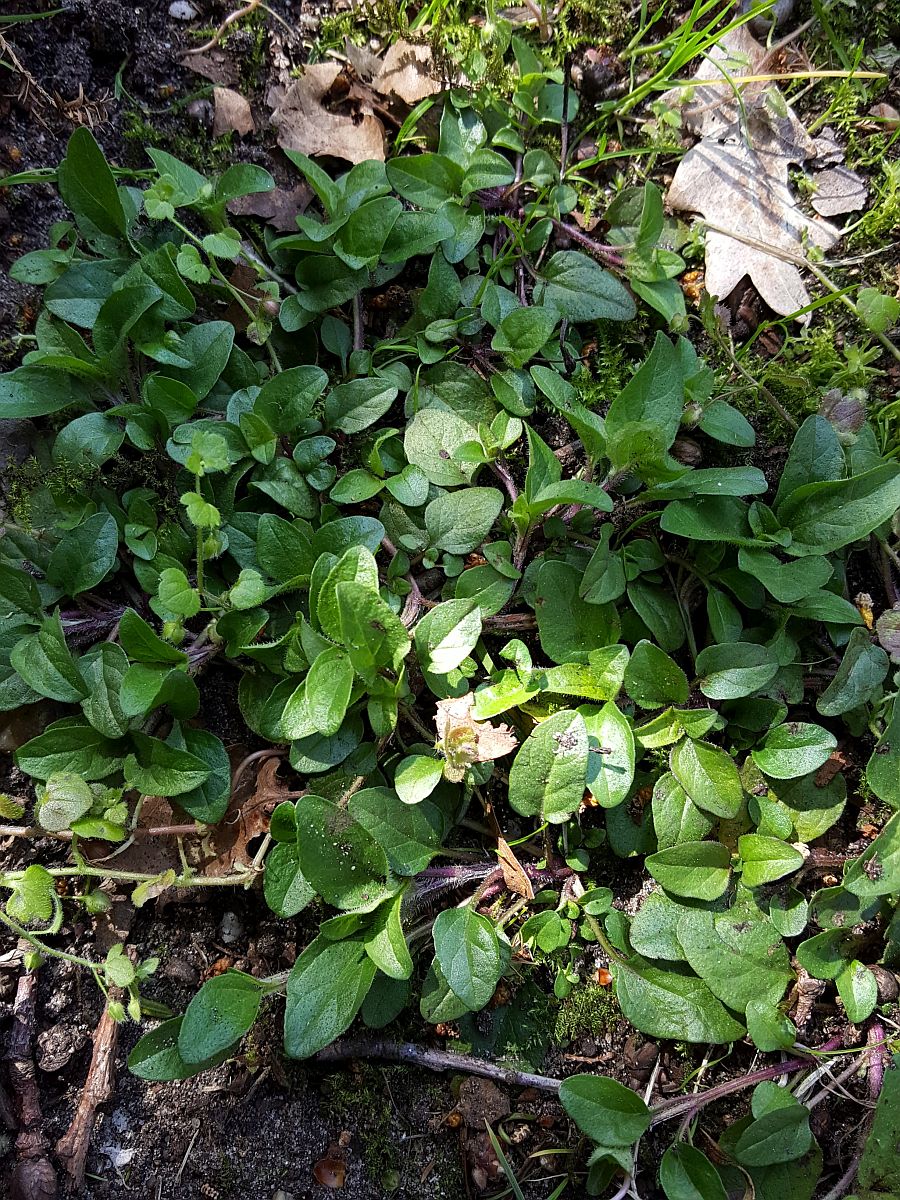 Prunella vulgaris (door Hanneke Waller)