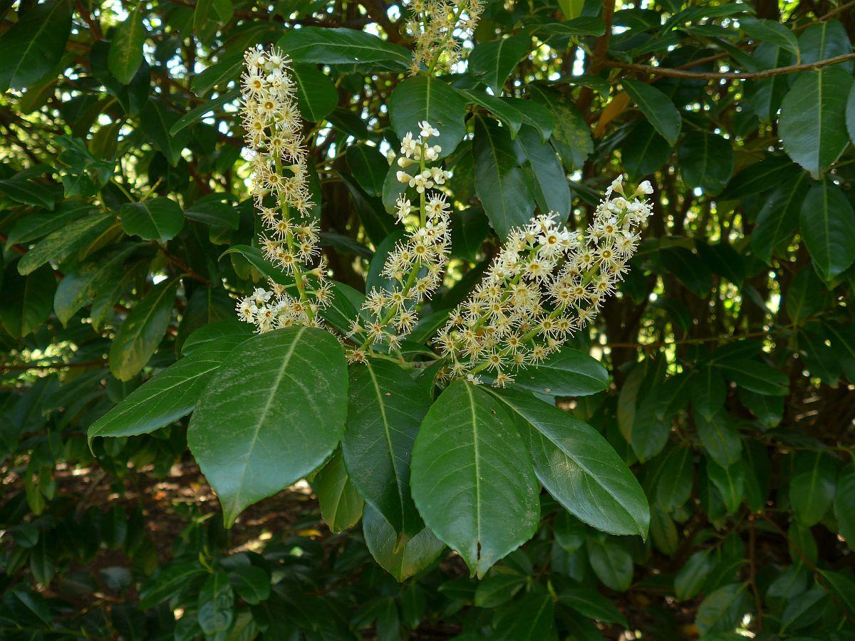 Prunus laurocerasus (door Hanneke Waller)