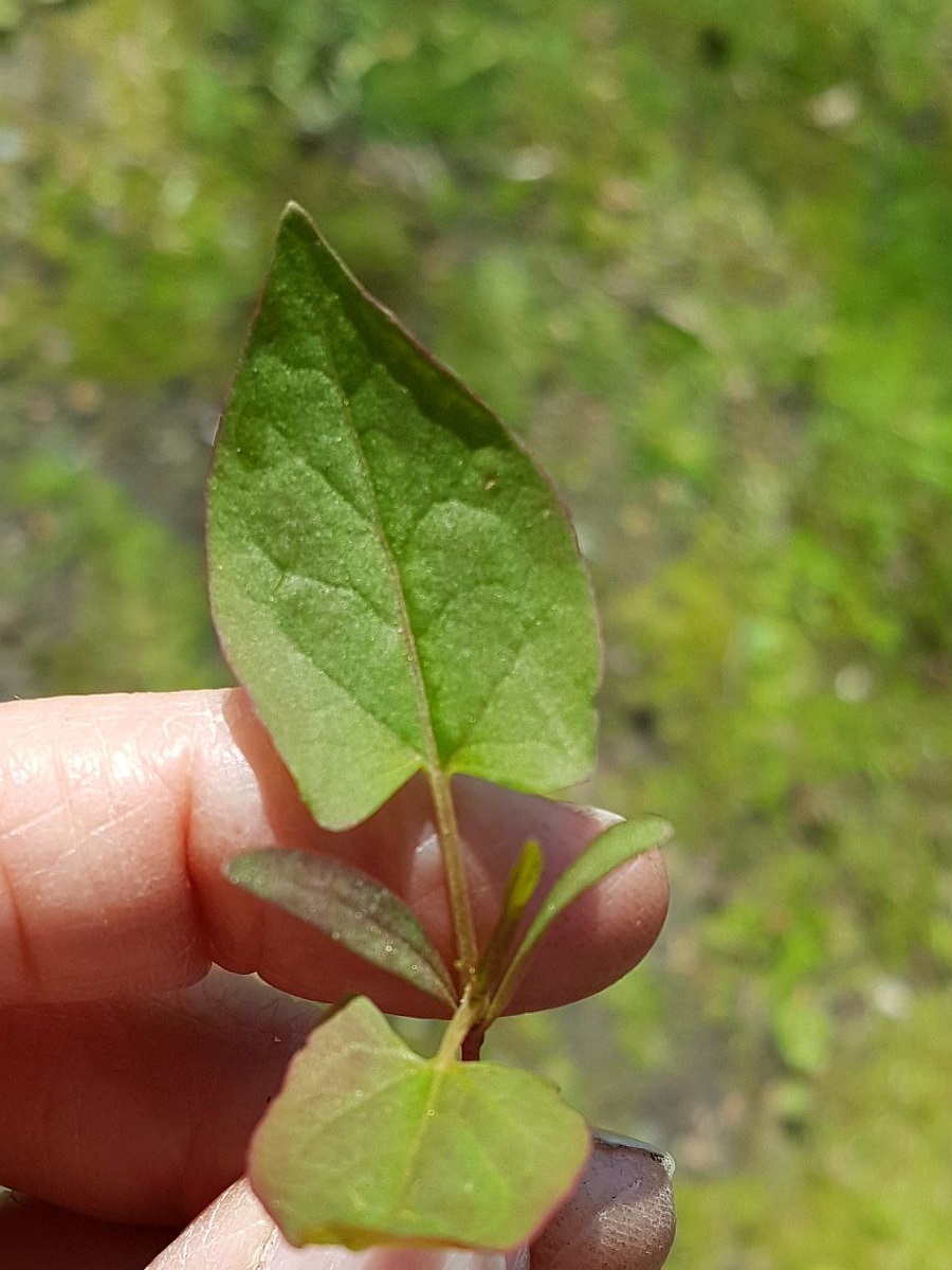 Fallopia dumetorum (door Hanneke Waller)