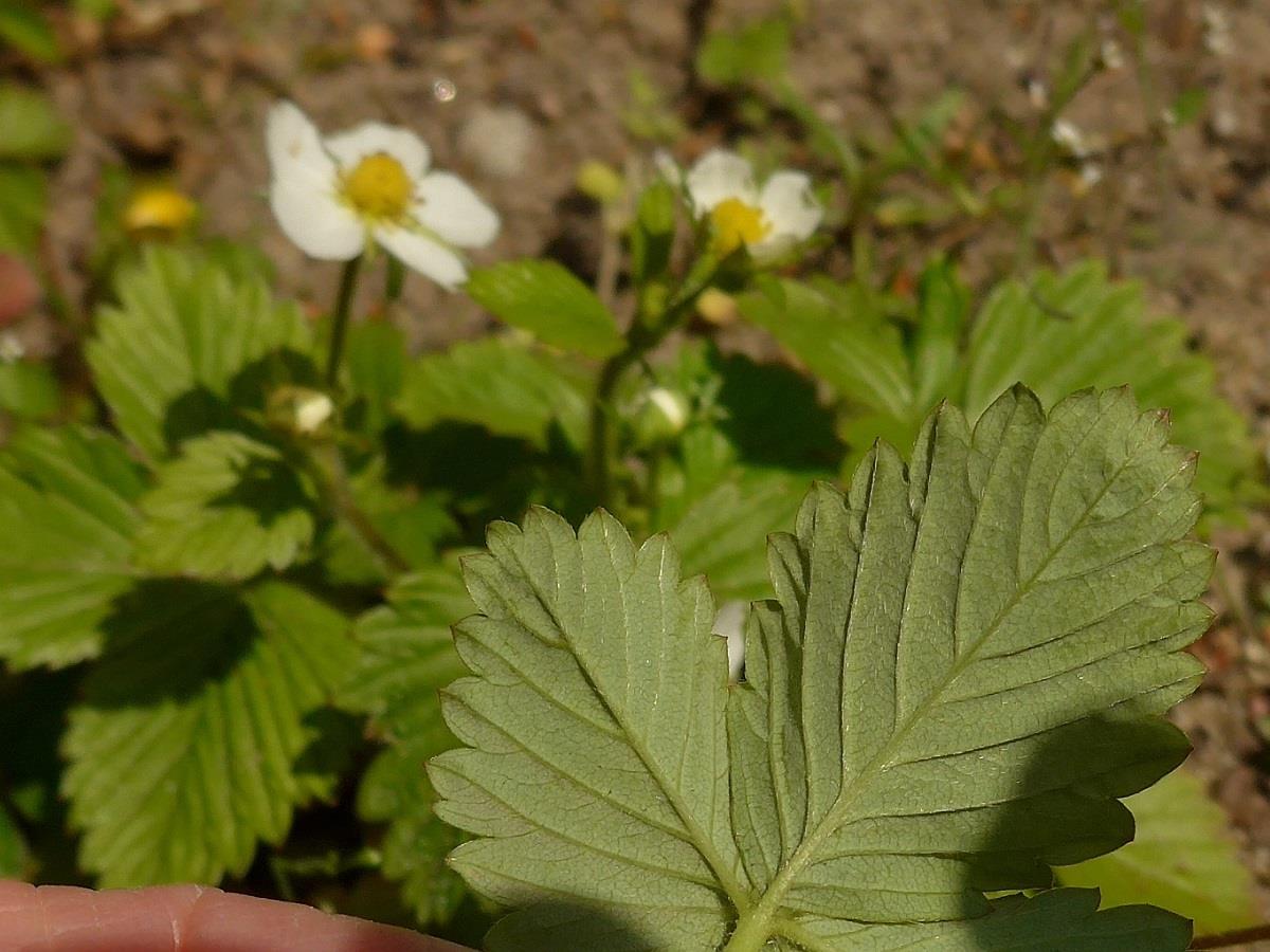 Fragaria vesca (door Hanneke Waller)