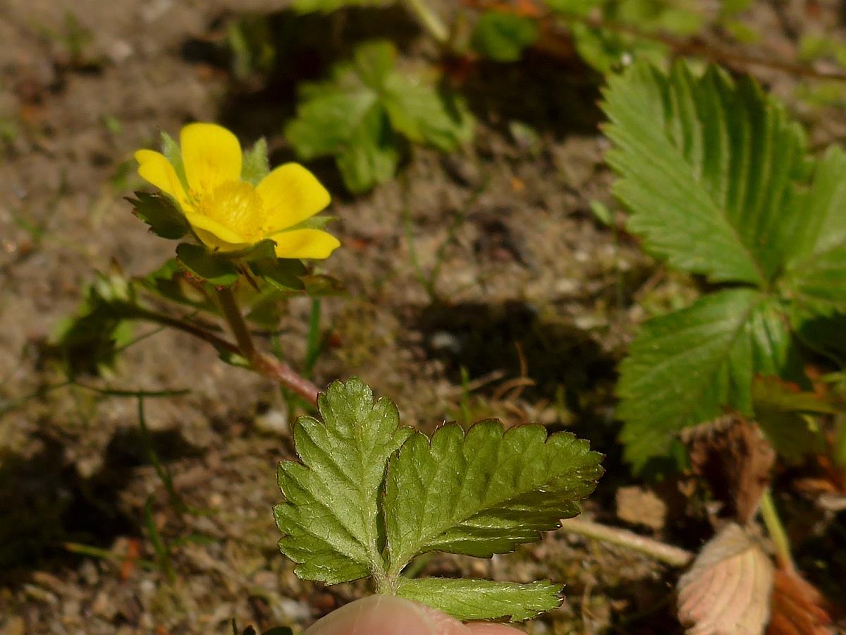 Potentilla indica (door Hanneke Waller)