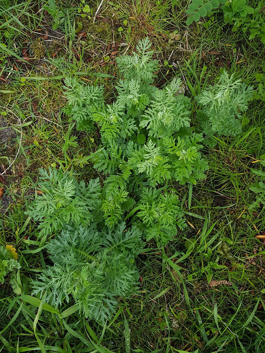 Jacobaea erucifolia (door Hanneke Waller)