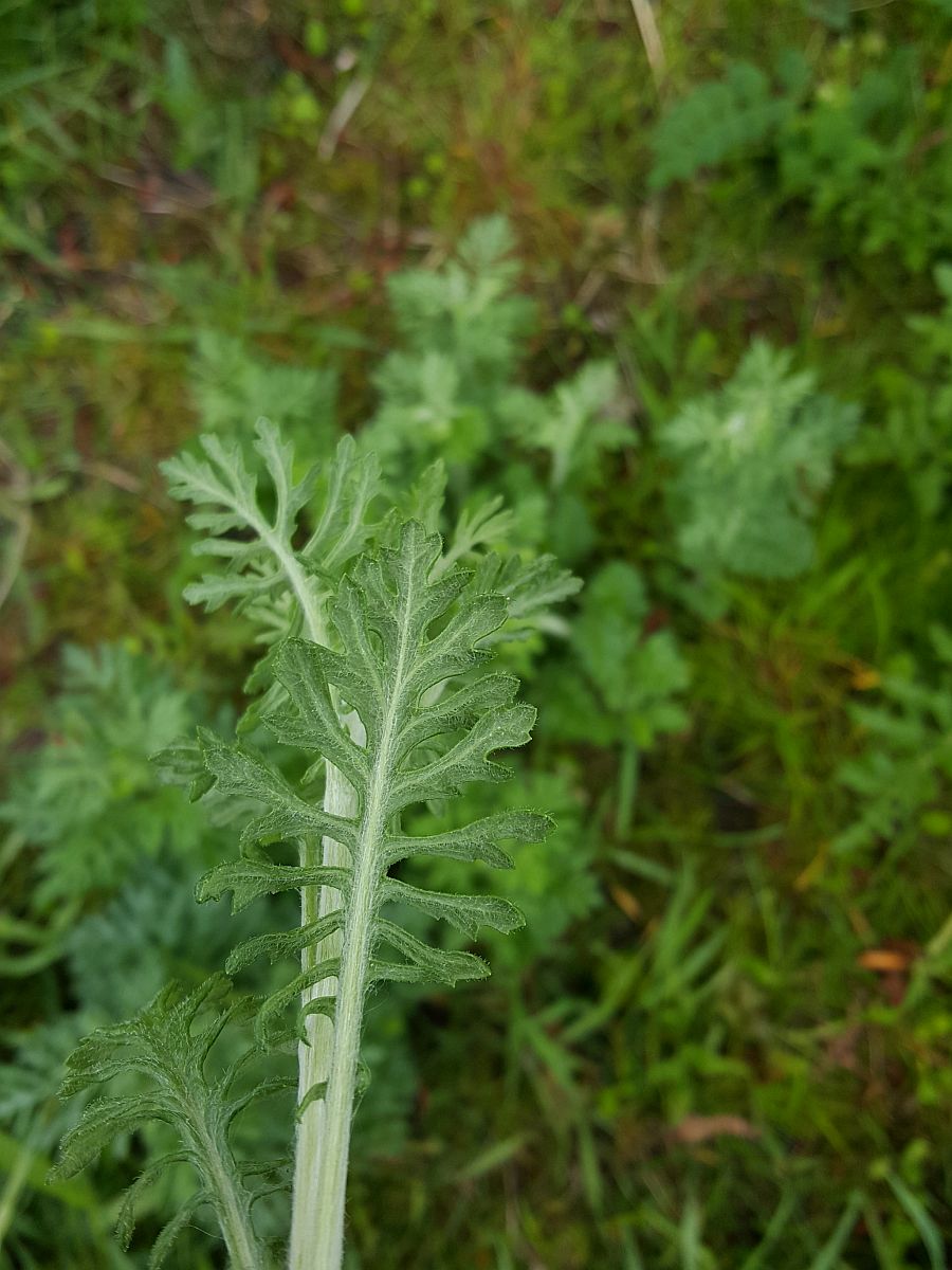 Jacobaea erucifolia (door Hanneke Waller)