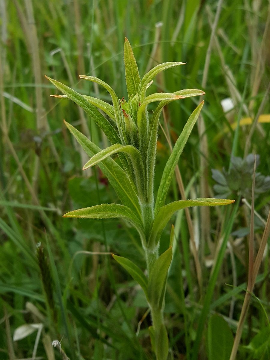 Lysimachia vulgaris (door Hanneke Waller)