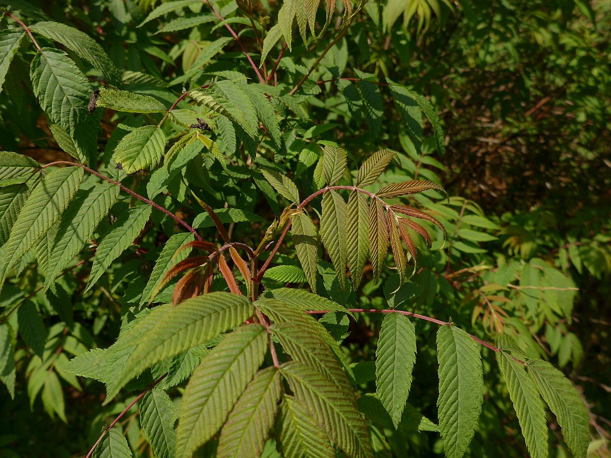 Sorbaria tomentosa (door Hanneke Waller)