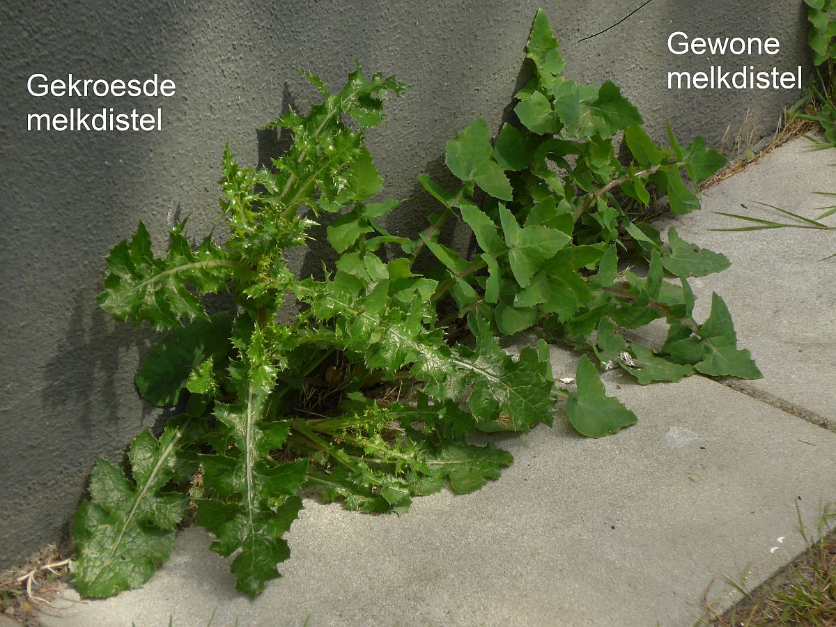 Sonchus asper (door Hanneke Waller)