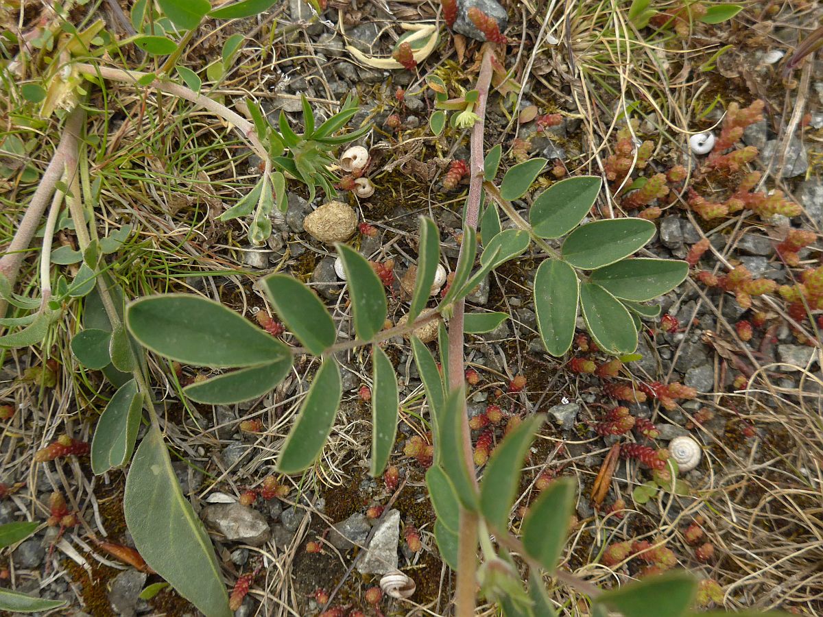 Anthyllis vulneraria (door Hanneke Waller)