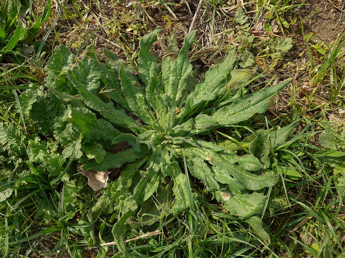 Echium vulgare (door Hanneke Waller)