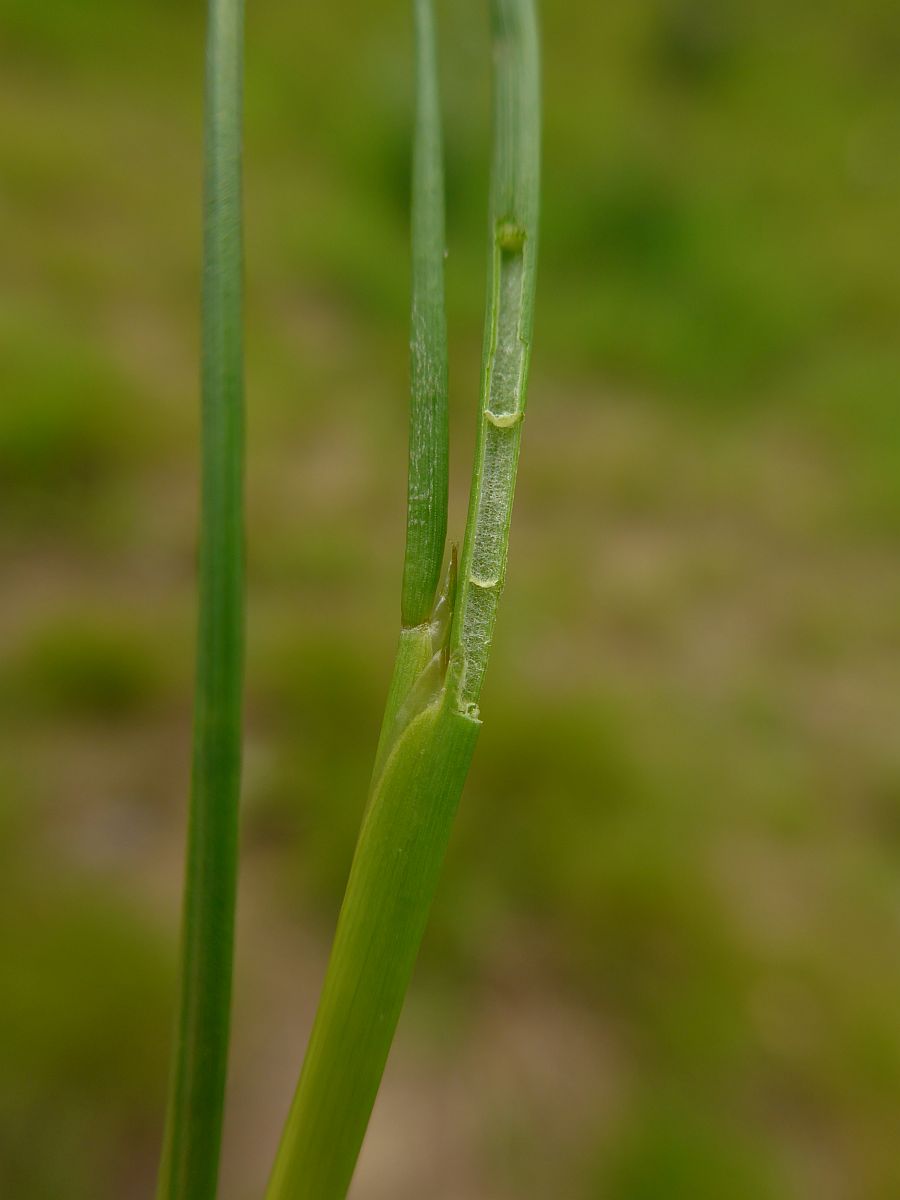 Juncus articulatus (door Hanneke Waller)