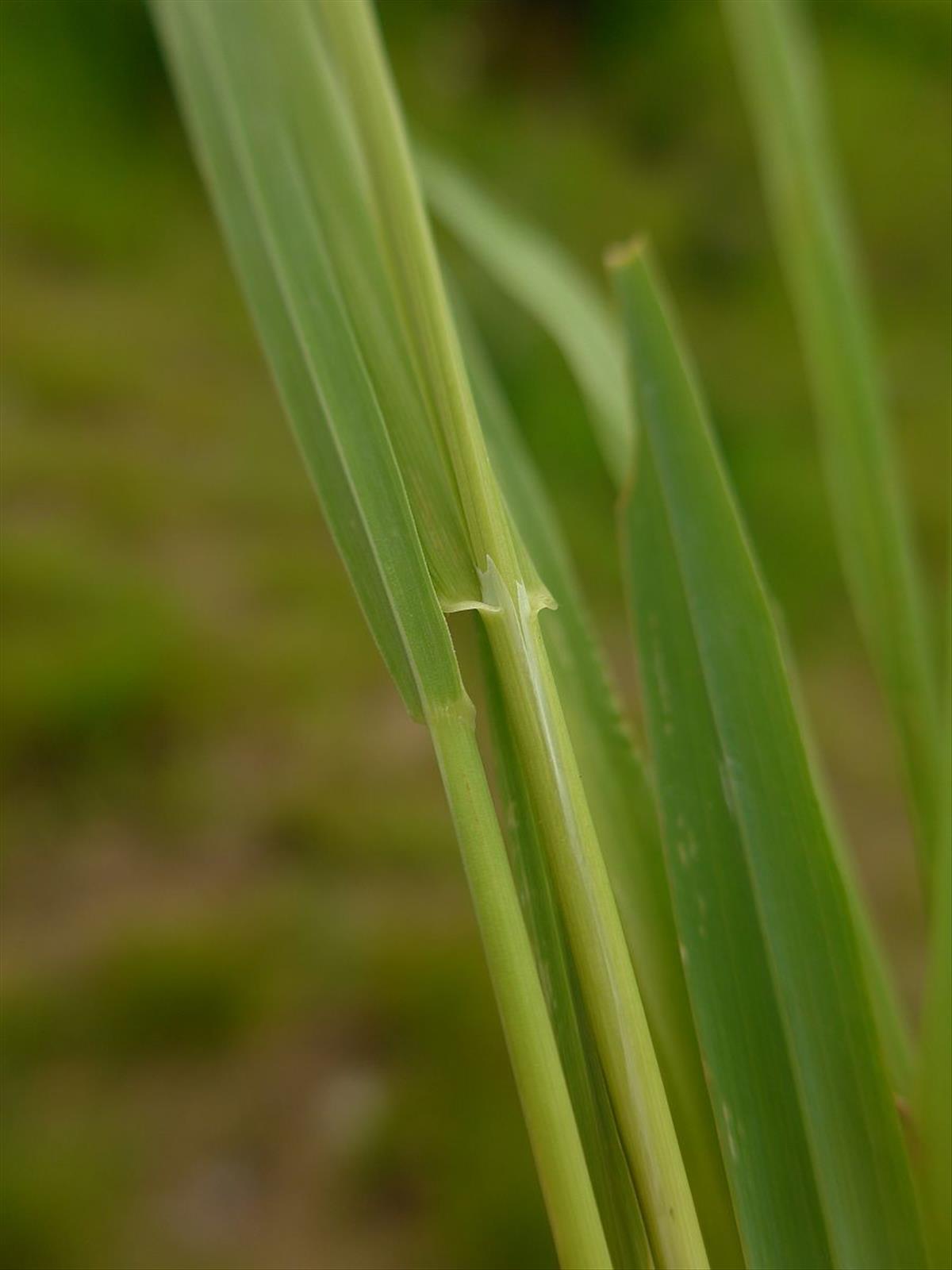 Phleum nodosum (door Hanneke Waller)