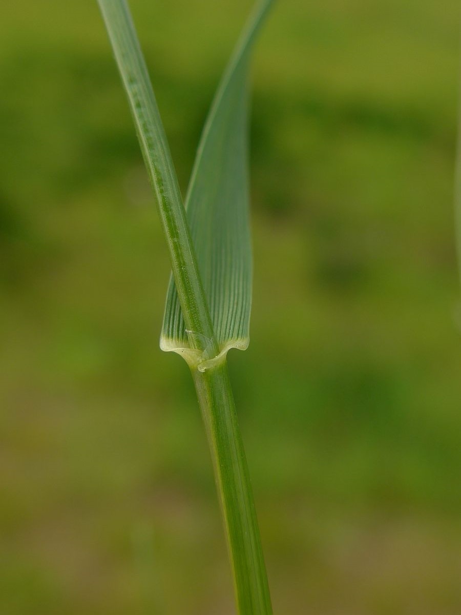 Lolium perenne (door Hanneke Waller)