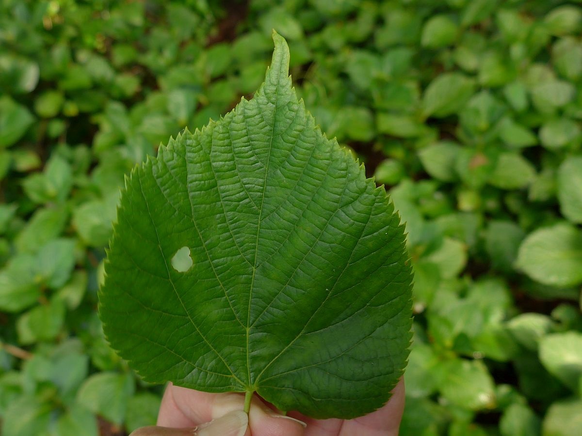 Tilia x europaea (door Hanneke Waller)