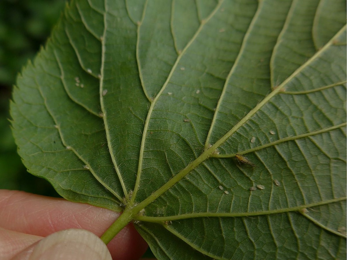 Tilia x europaea (door Hanneke Waller)