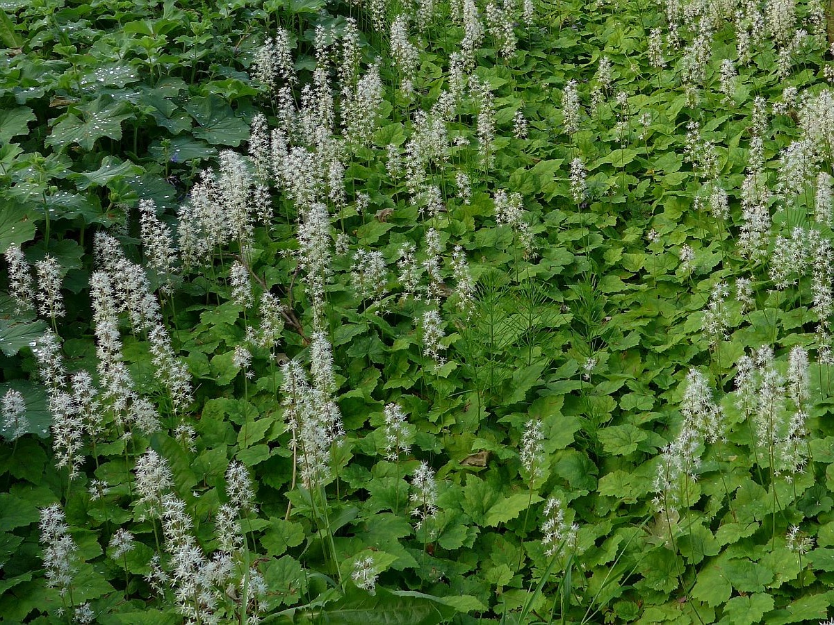 Tiarella cordifolia (door Hanneke Waller)