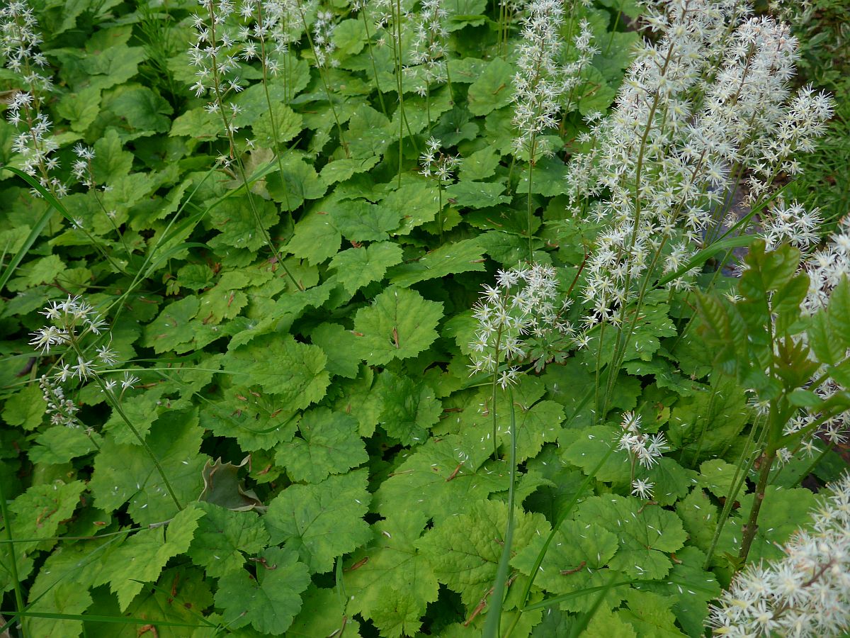 Tiarella cordifolia (door Hanneke Waller)