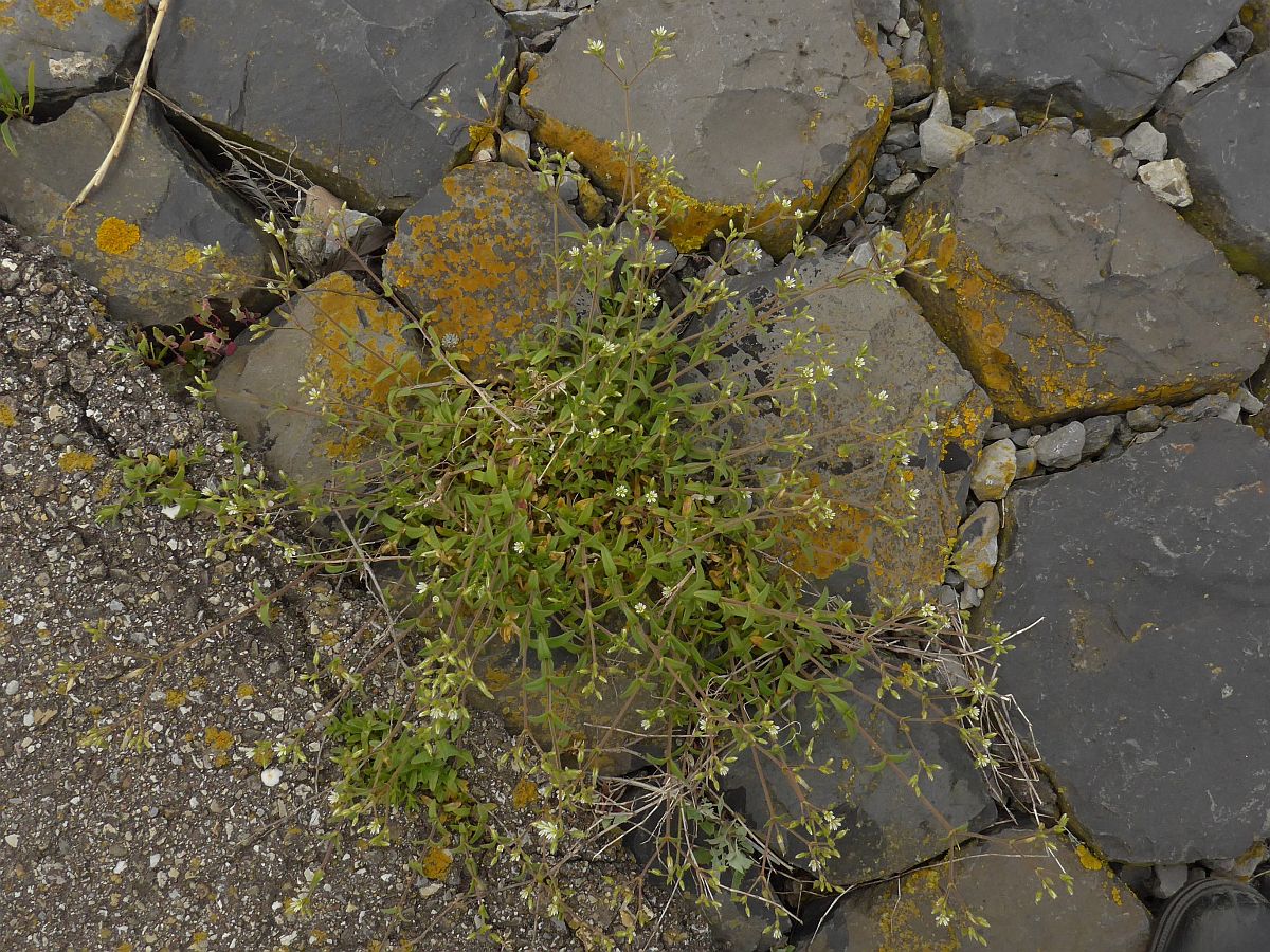 Cerastium fontanum subsp. vulgare (door Hanneke Waller)