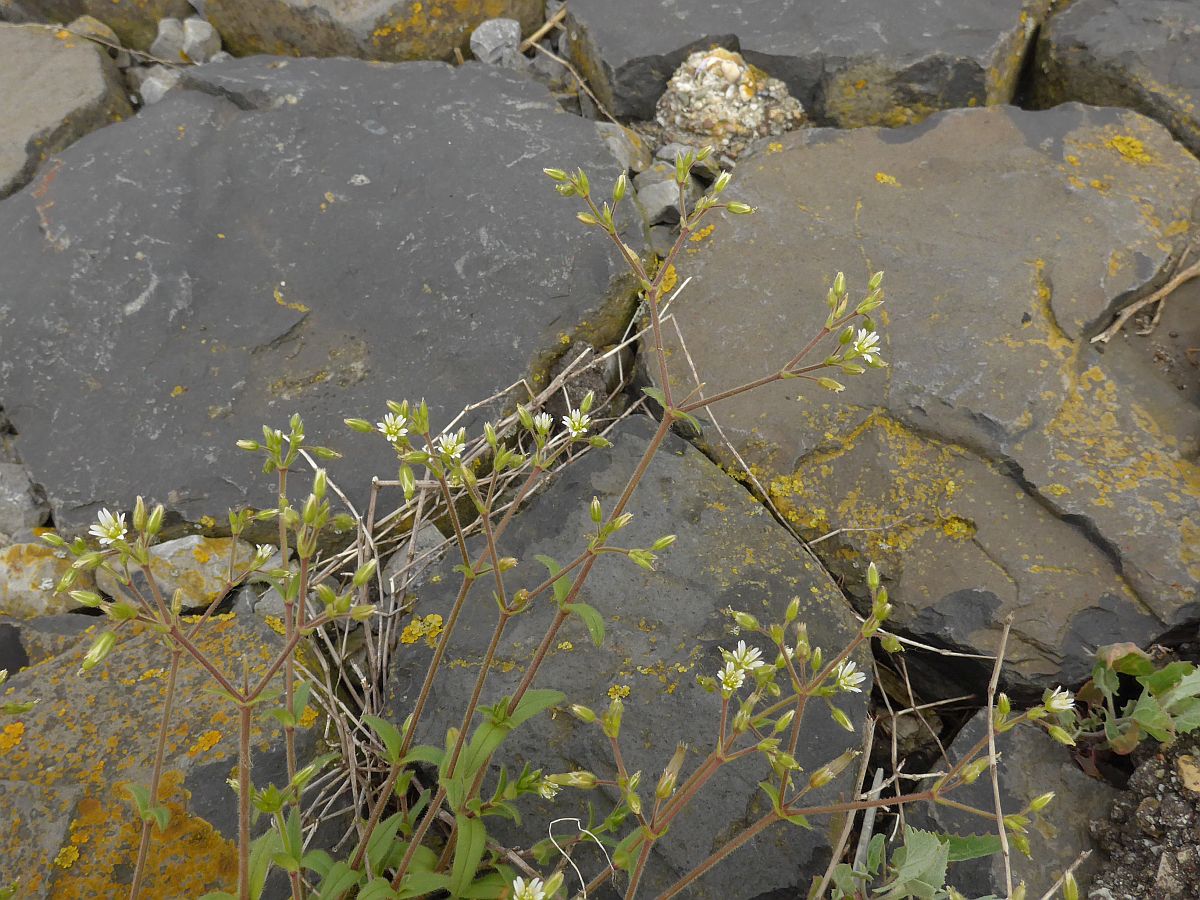 Cerastium fontanum subsp. vulgare (door Hanneke Waller)