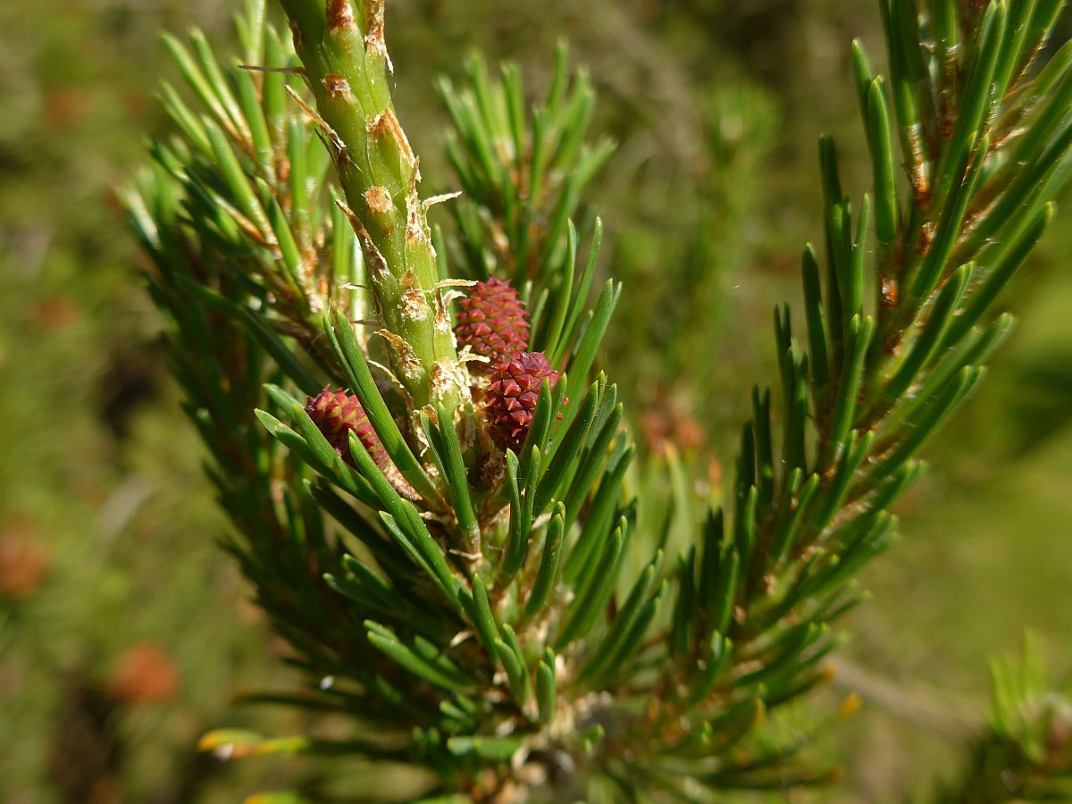 Pinus banksiana (door Hanneke Waller)