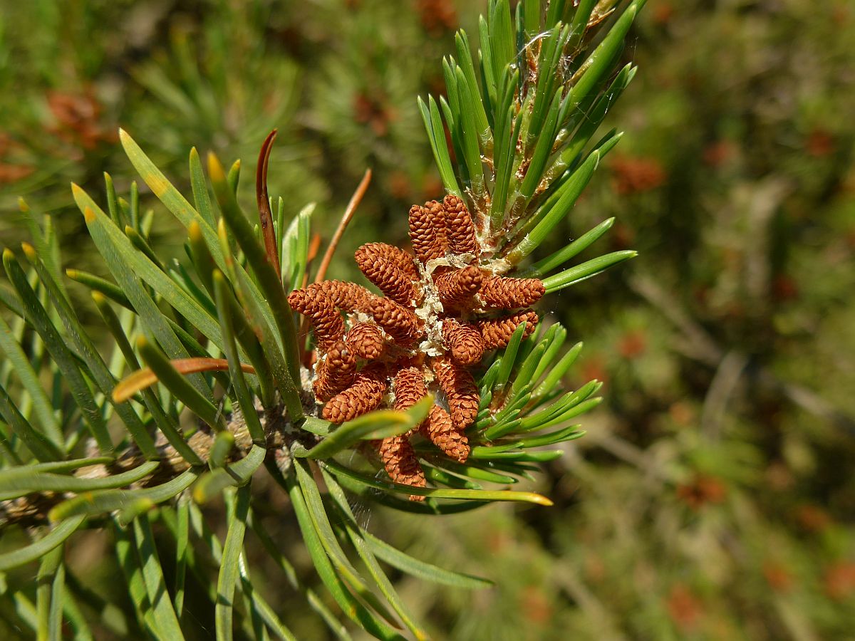 Pinus banksiana (door Hanneke Waller)
