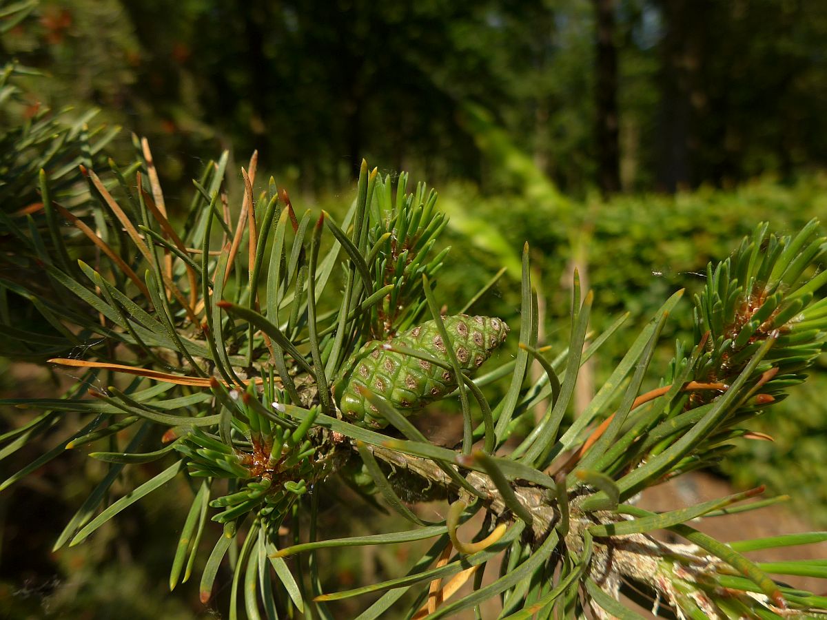 Pinus banksiana (door Hanneke Waller)