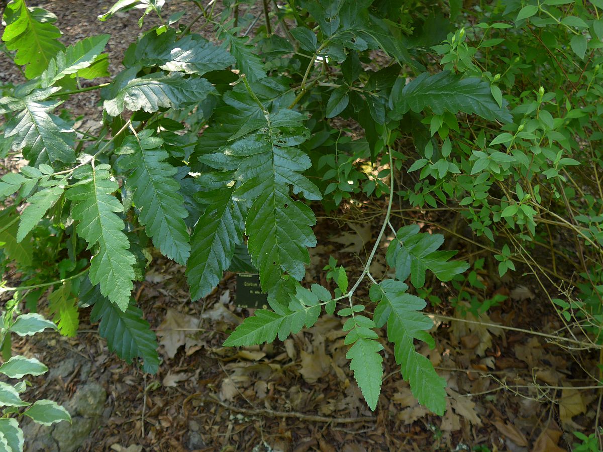 Sorbus x thuringiaca (door Hanneke Waller)