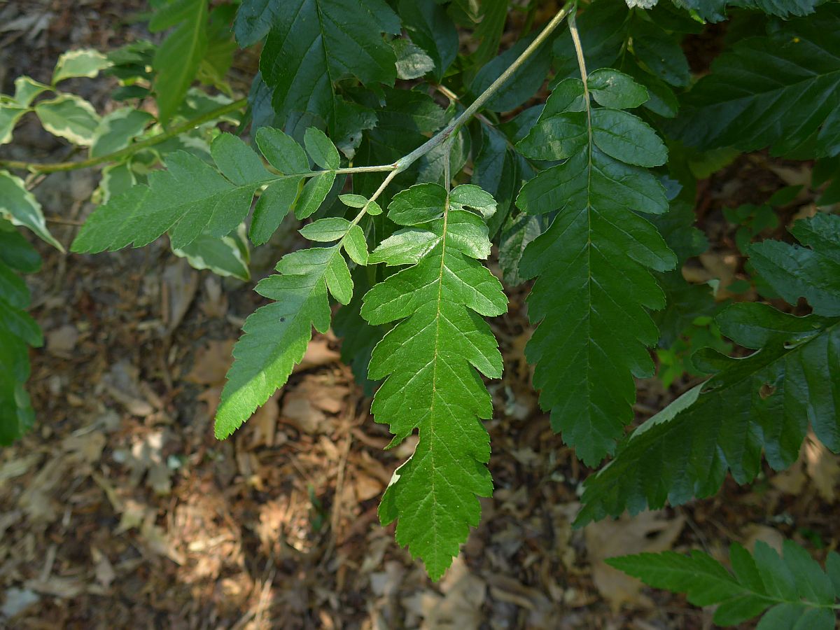 Sorbus x thuringiaca (door Hanneke Waller)