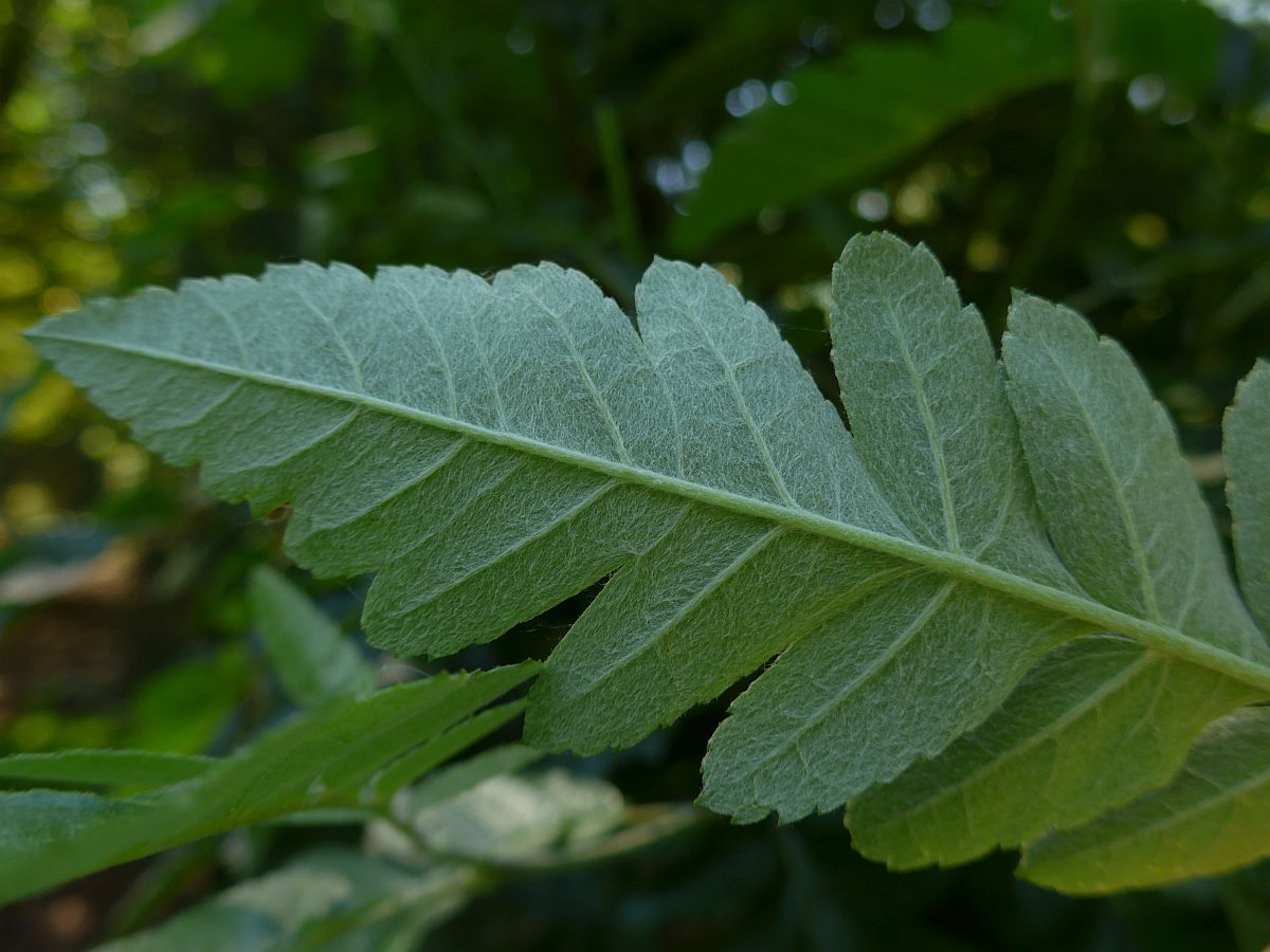 Sorbus x thuringiaca (door Hanneke Waller)