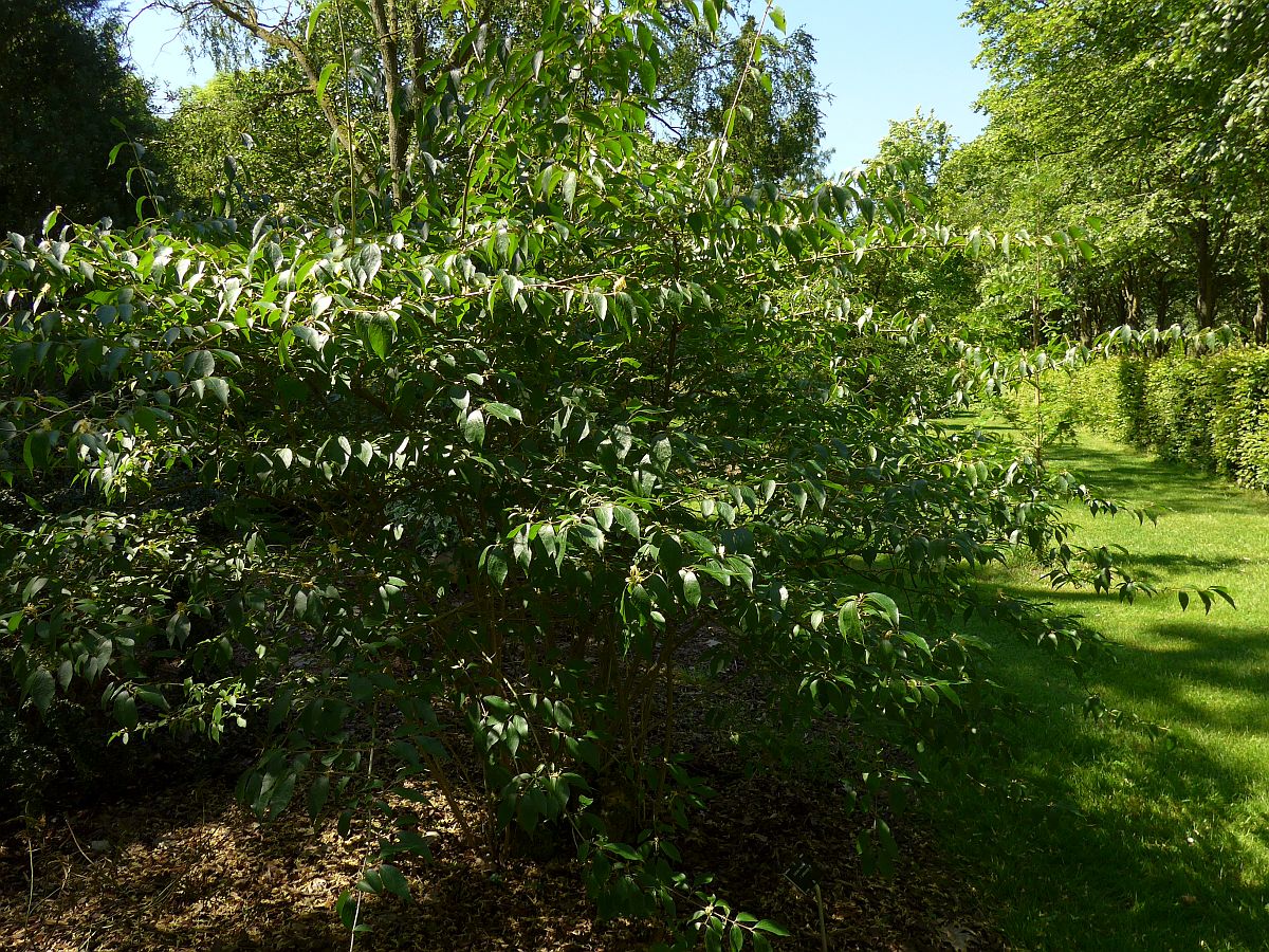 Lonicera maackii (door Hanneke Waller)