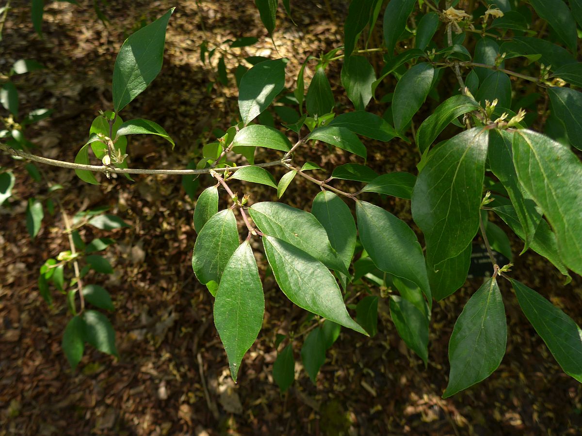 Lonicera maackii (door Hanneke Waller)