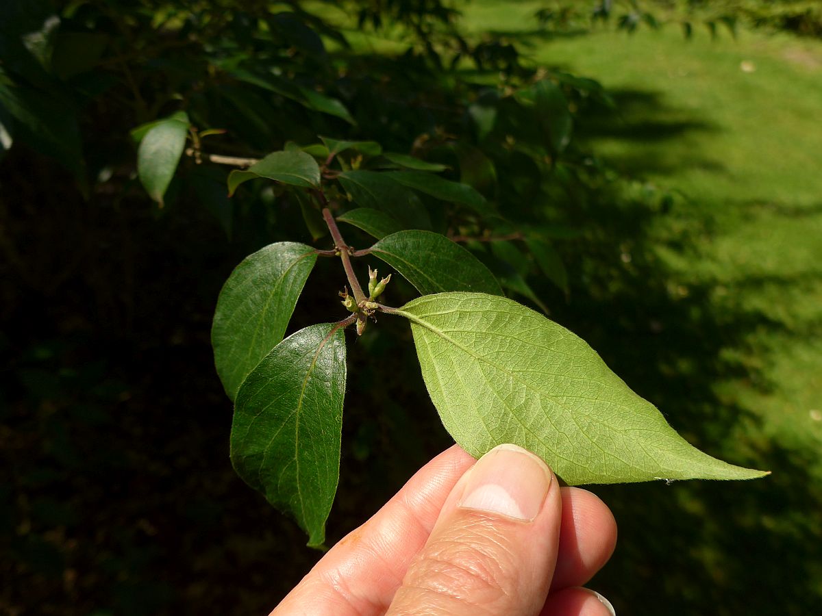 Lonicera maackii (door Hanneke Waller)